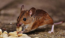 24 Hour & Emergency Exterminators in Chevy Chase, MD